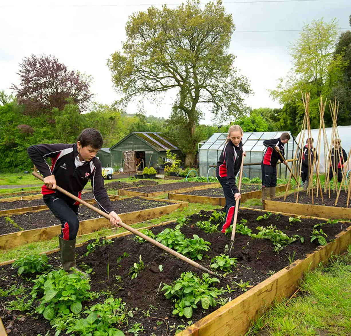 Students gardening